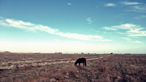 Лошадь, степь, пастбище, одиночество, кусты, небо, трава, выцветшие