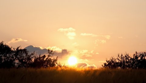 Падение, солнце, диск, облака, горизонт, кусты, поле