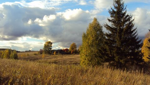 Поле, осень, трава, выцветшие, поляна, луг, елка, деревья