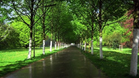 Дорога, сад, деревья, звания, проспект, асфальт, мокрый