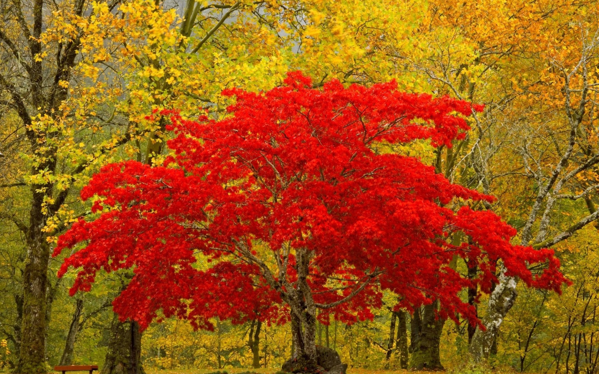 Картинки Дерево, красный, осень, уникальный фото и обои на рабочий стол
