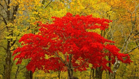 Дерево, красный, осень, уникальный