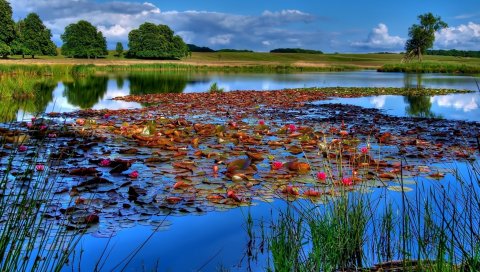Водохранилище, лилия, побережье
