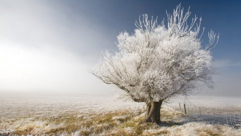 Дерево, ветви, иней, седые волосы, защита, голый, мечта