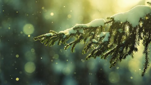 Ветка, ель, снег, иней