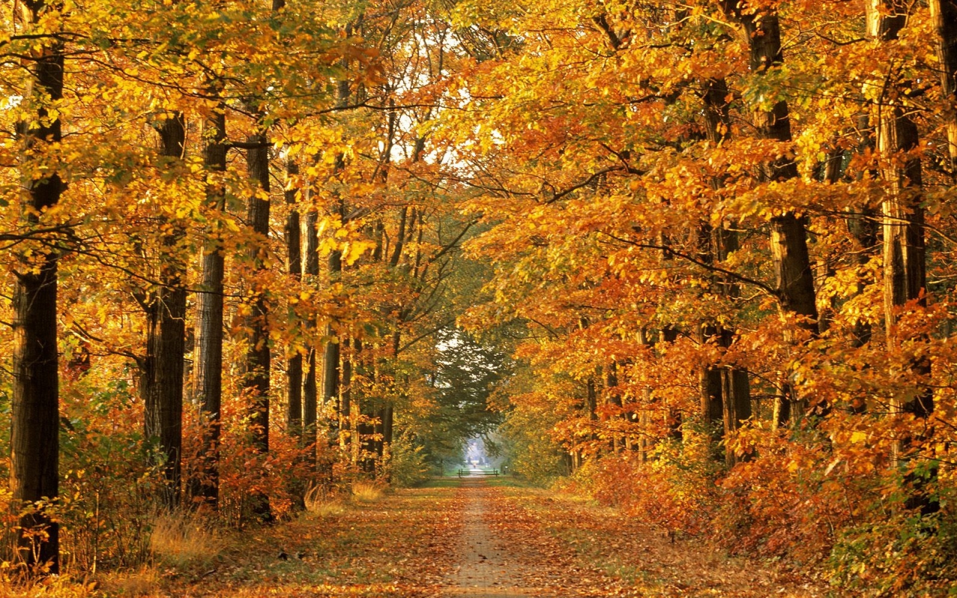 Картинки Дорога, осень, деревья, проспект, листья, октябрь, путь фото и обои на рабочий стол