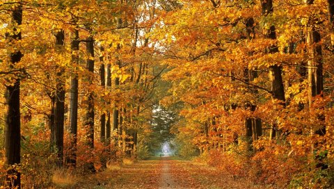 Дорога, осень, деревья, проспект, листья, октябрь, путь