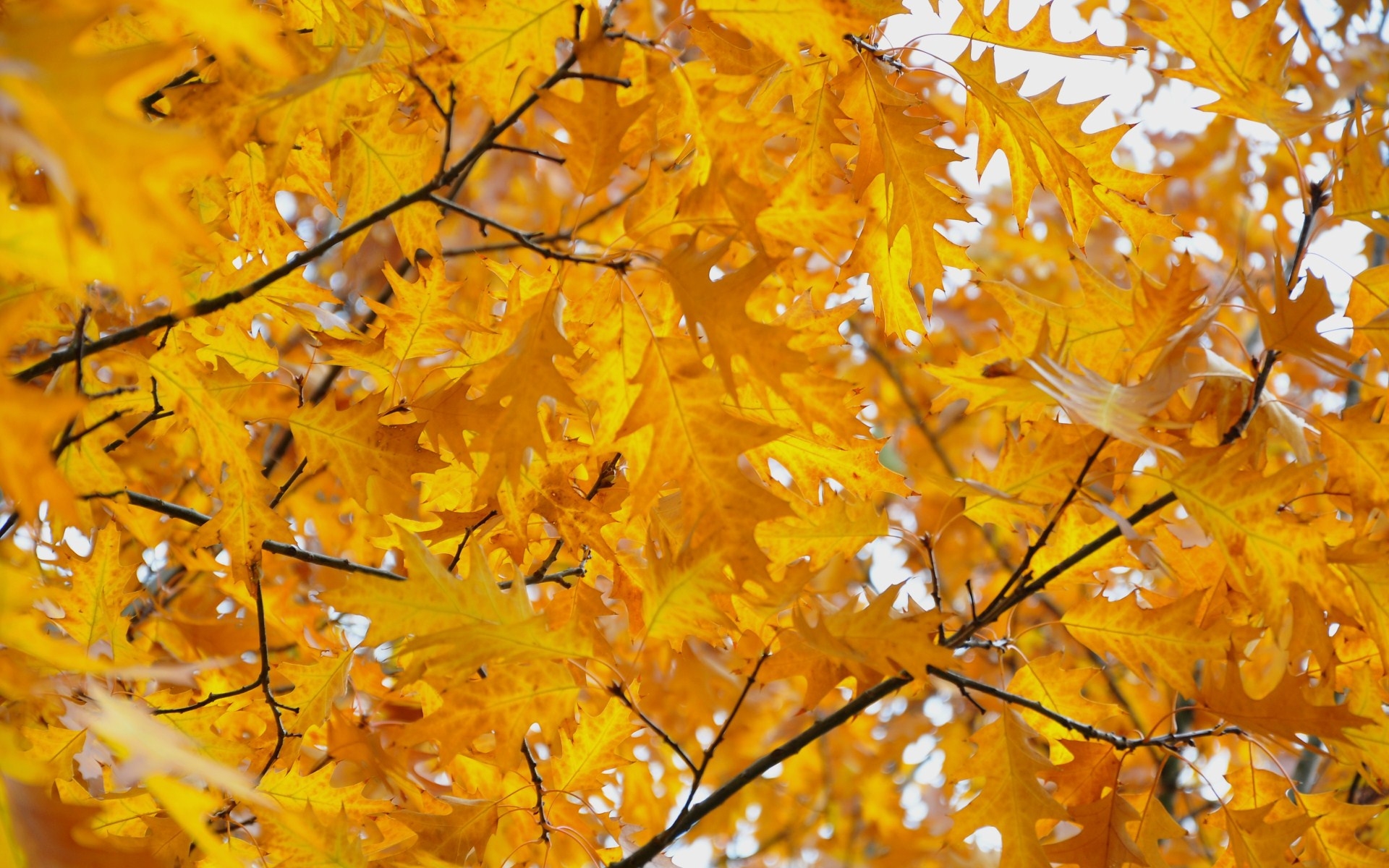 Картинки Листья, желтый, октябрь, осень фото и обои на рабочий стол