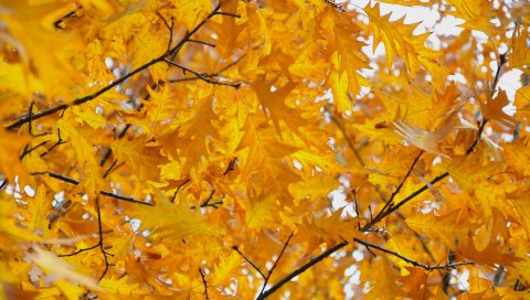 Листья, желтый, октябрь, осень
