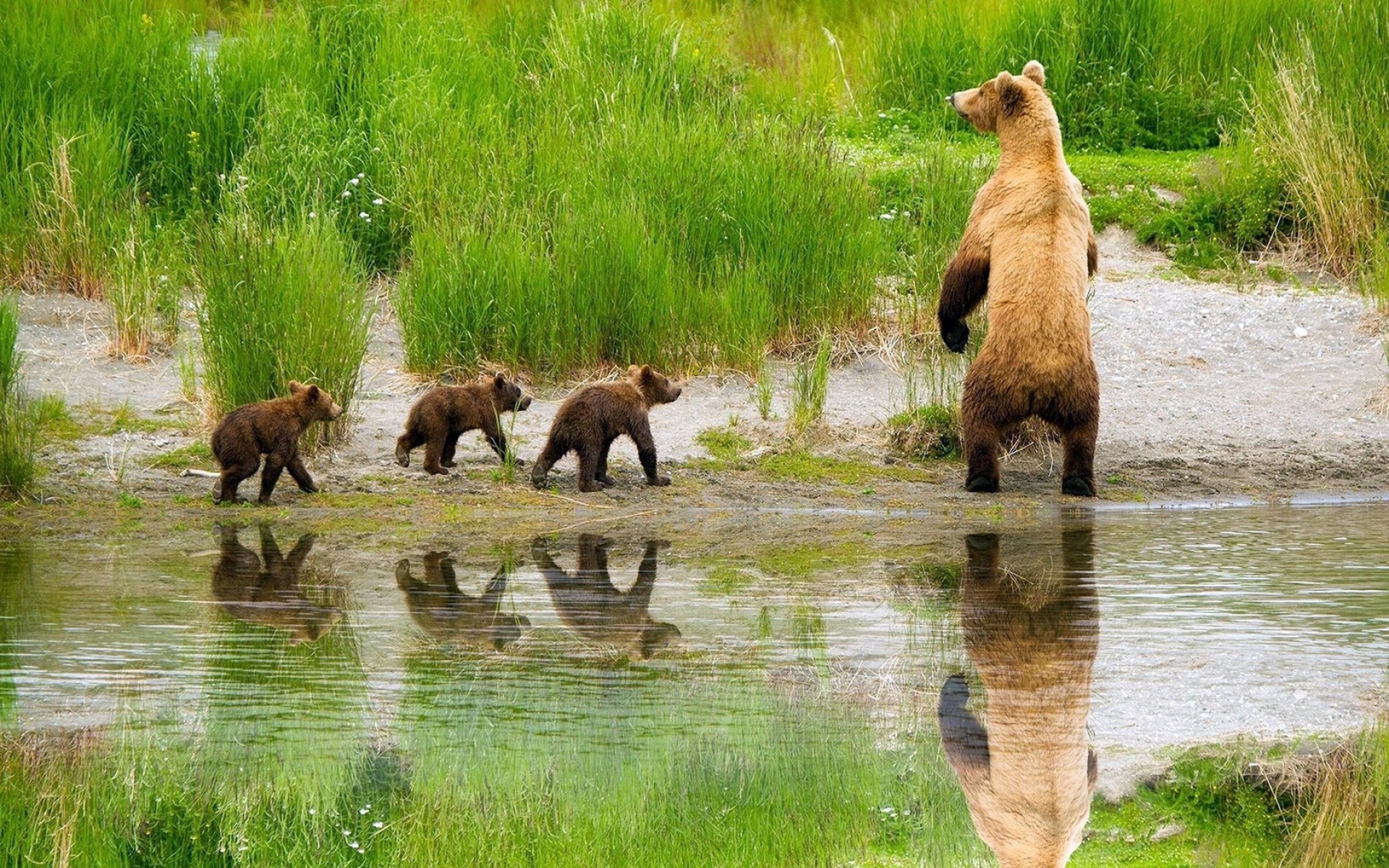 Картинки Медведи, семья, дети, уход, охота, трава, озеро фото и обои на рабочий стол