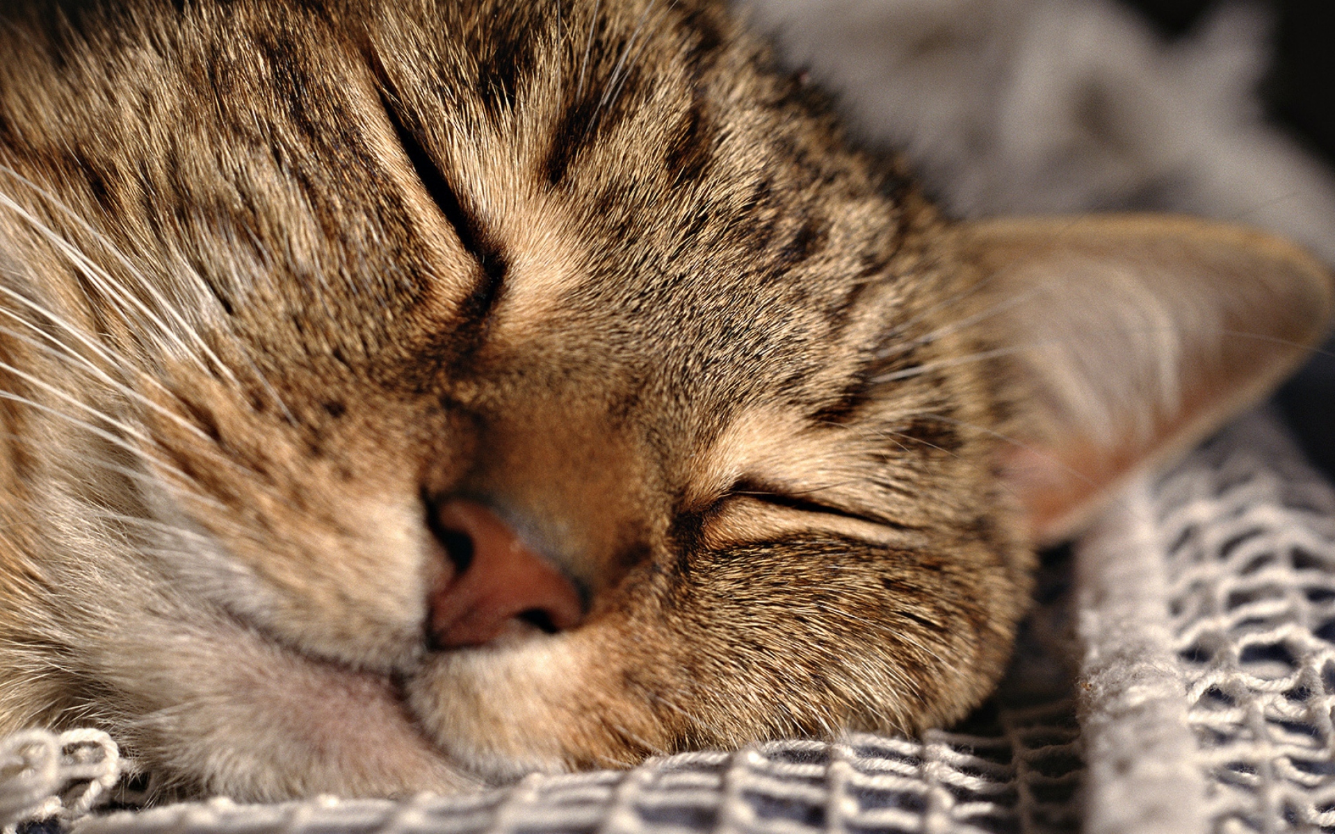 Дикие кошки сон. Спящий кот. Спящие котики. Сонный кот.
