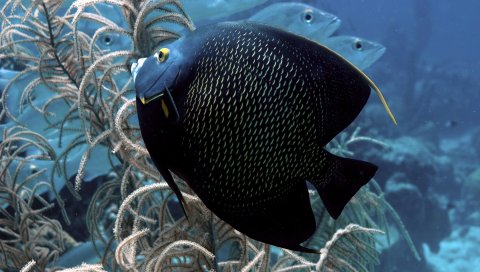 Подводный, рыба, морские водоросли, плавать