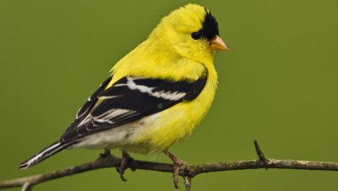 Американский goldfinch, птица, яркий, цвет, ветка, сидеть