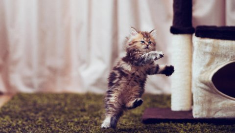 Котенок, пушистый, бег, прыжок, комната, осанка