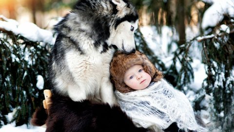 Собака, хриплый, ребенок, уход, лес, снег, зима