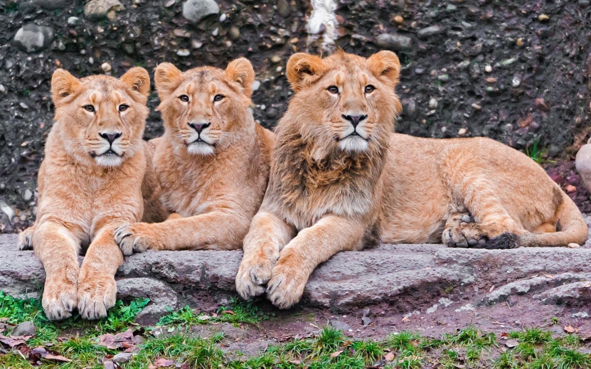 фото настоящих львов