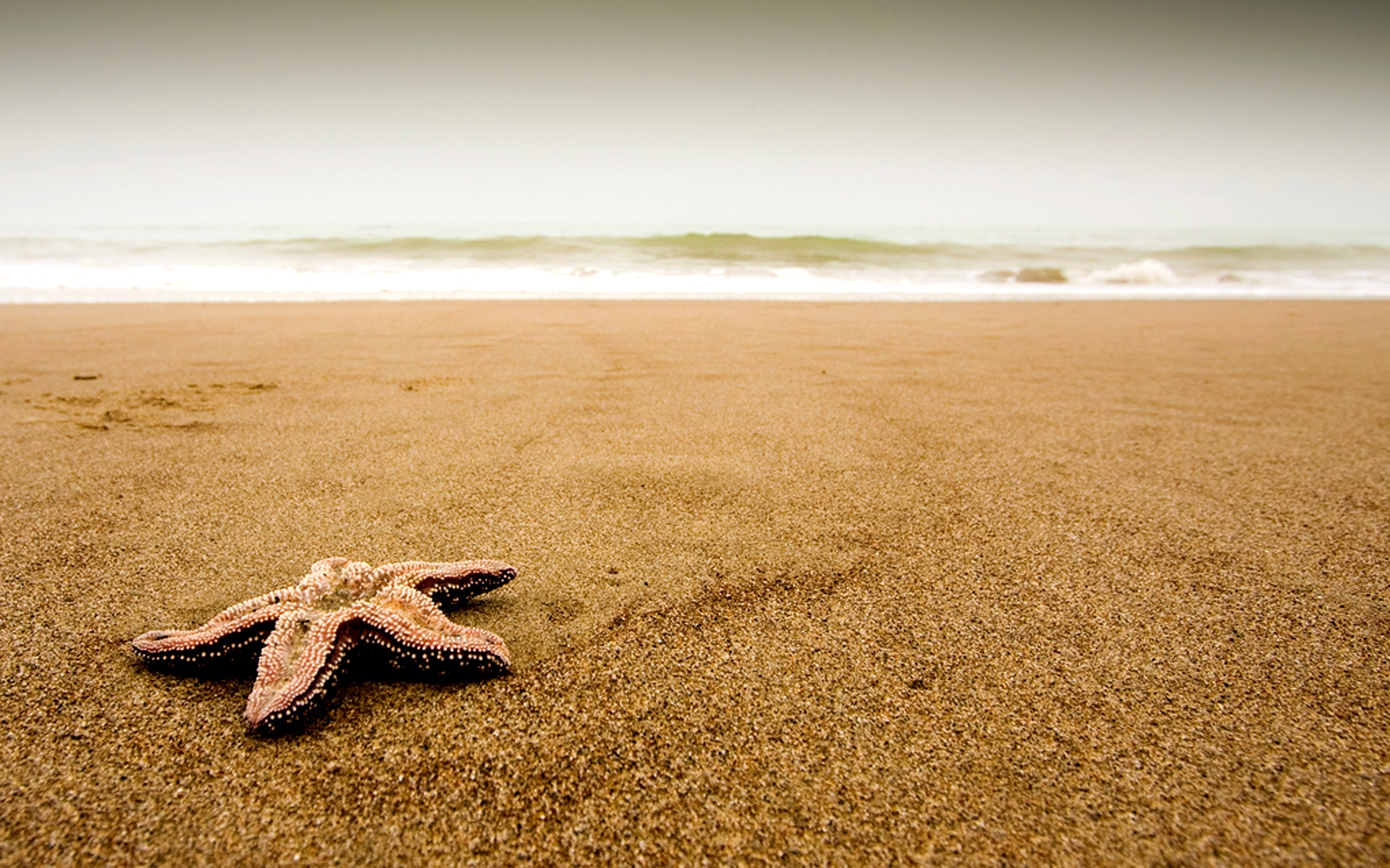 Картинки Морская звезда, побережье, пляж, песок, частицы, облачно фото и обои на рабочий стол