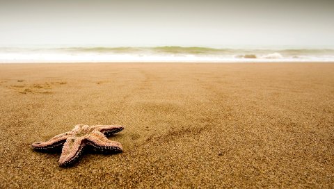 Морская звезда, побережье, пляж, песок, частицы, облачно