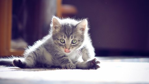 Котенок, морда, язык, сидя, милый