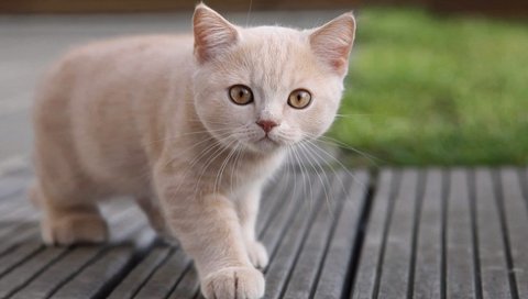 Котенок, лицо, глаза, любопытство