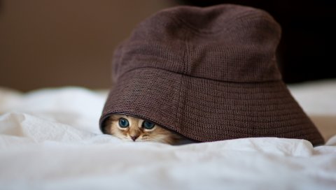 Кошка, шляпа, подглядывание, скрыть