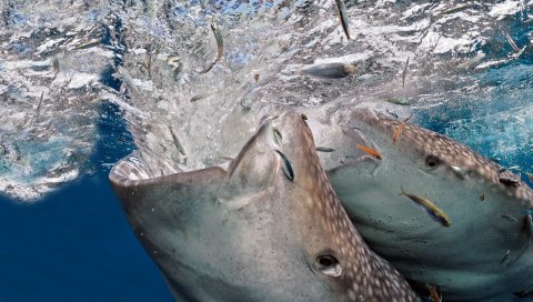 Китовая акула, еда, охота, рыба, рот, агрессия, хищные