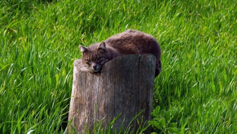 Кошка, пень, трава, ложь
