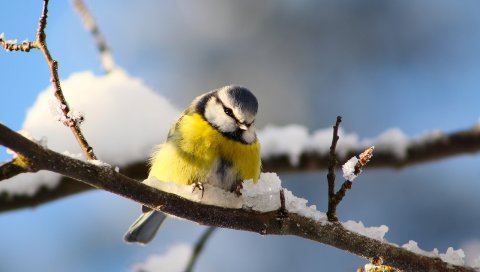 Птица, ветка, снег