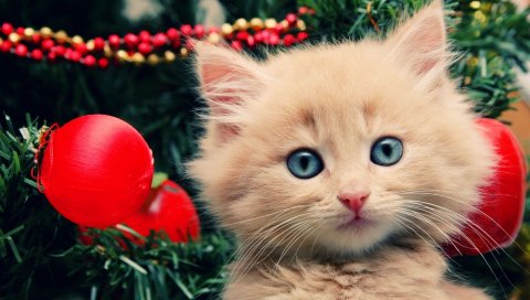 Котенок, пушистый, лицо, дерево, рождественские украшения