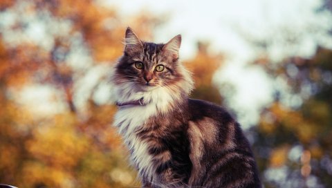 Кошка, пушистая, крыша, сидеть
