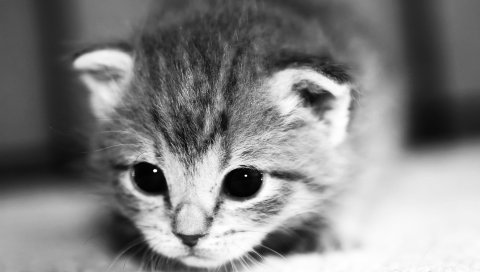 Котенок, лицо, глаза, милый