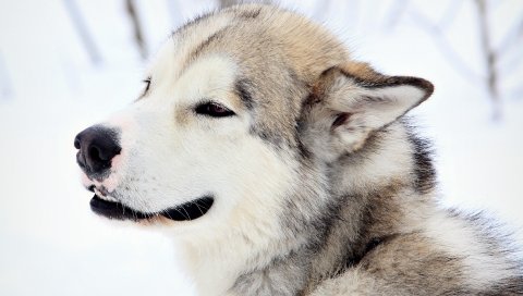 Собака, снег, глаза, мех