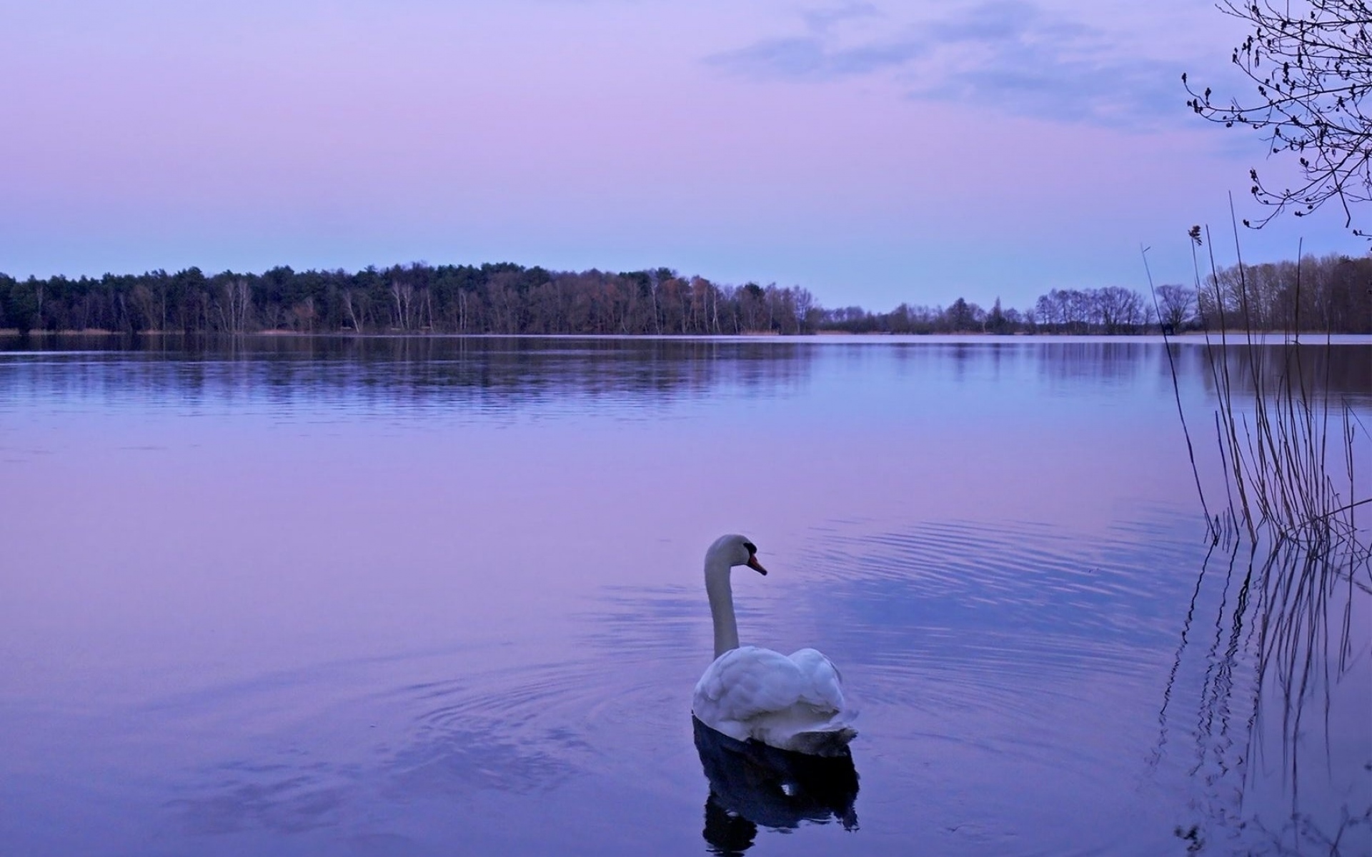 Будет озеро будут лебеди. Озеро Нарочь лебеди. Озеро Бекан птицы. Лебеди на озере. Лебеди в пруду.