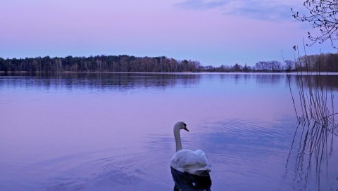 Лебедь, озеро, ночь, природа, вода