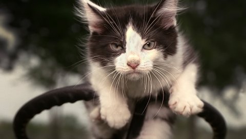 Кошка, лицо, несчастный, пятнистый