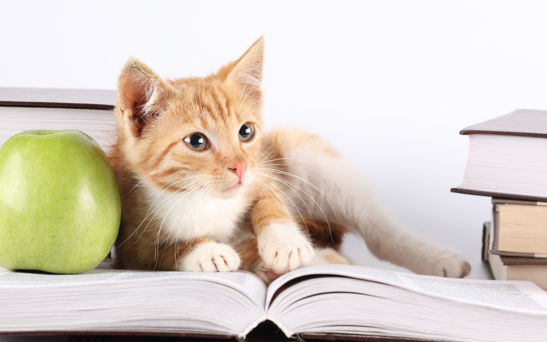 Картинки Кошка, книга, яблоко, ложь фото и обои на рабочий стол