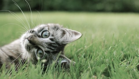 Кошка, игривая, трава, ложь, лицо