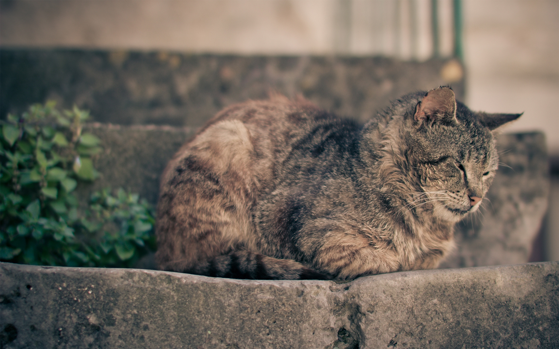 Картинки Кот, лежа, отдых фото и обои на рабочий стол