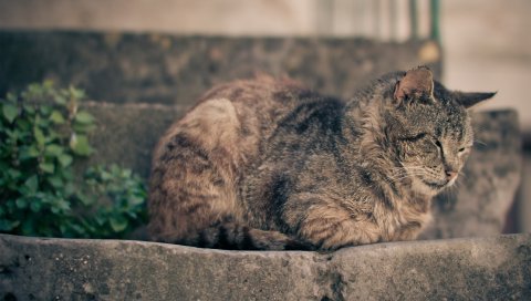 Кот, лежа, отдых