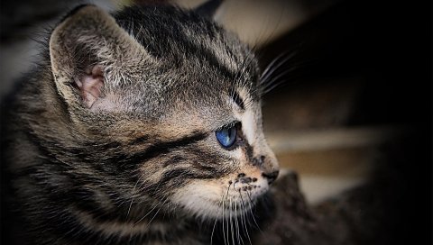 Котенок, лицо, тень, полосатый, голубоглазый