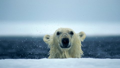 Белый медведь, снег, мокрый, вода