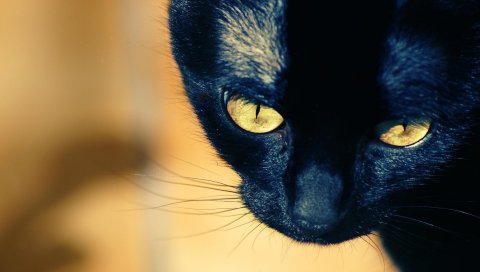 Кошка, морда, темнота, глаза