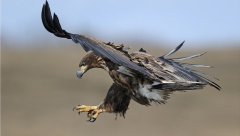 Орел, птицы, хищники, муха, качели