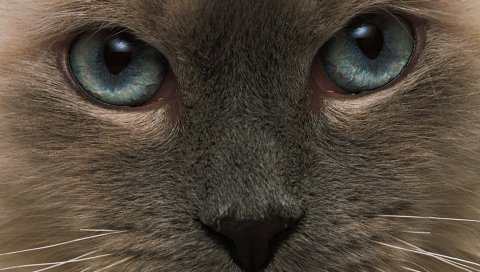 Кошка, лицо, волосы, глаза