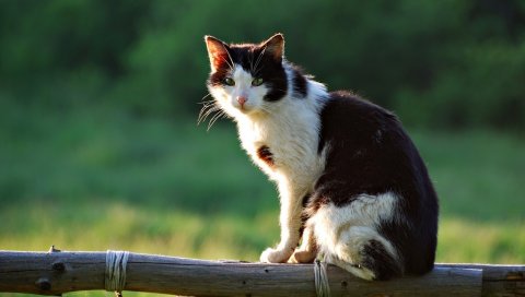Кот, лежа, сидя, забор