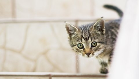 Котенок, ребенок, подглядывание
