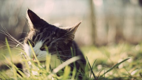 Кошка, трава, лицо, подглядывание