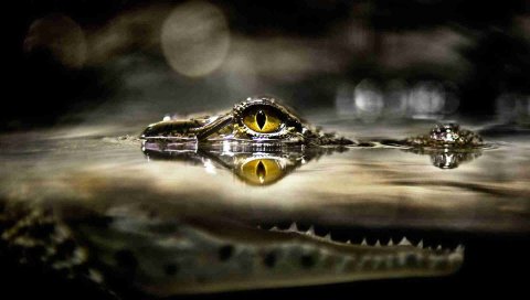 Крокодил, глаза, вода, хищник, охота, lurk