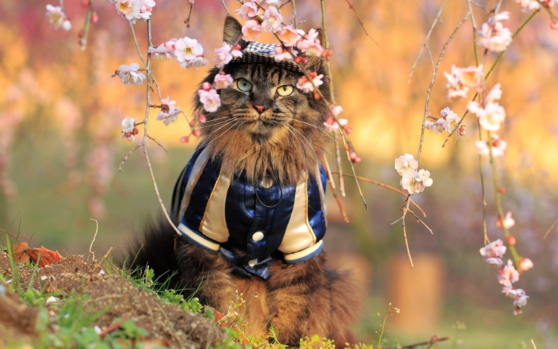 Весенняя аватарка на телефон. Кошки весной. Весенний котик.