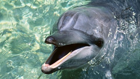 Дельфин, вода, лицо, милый, гладкий, игривый